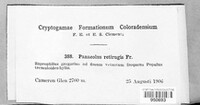 Panaeolus papilionaceus image